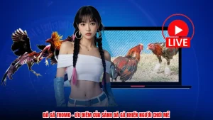 Đá Gà Thomo - Ưu Điểm Của Sảnh Đá Gà Khiến Người Chơi Mê