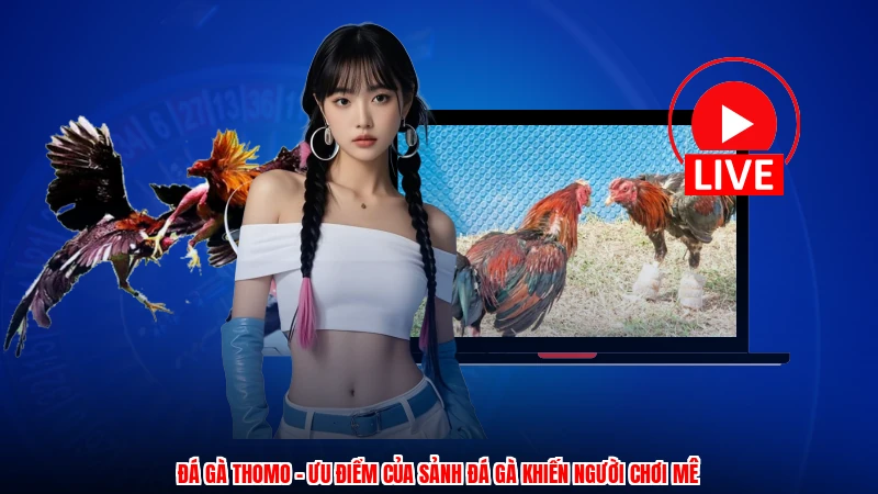 Đá Gà Thomo - Ưu Điểm Của Sảnh Đá Gà Khiến Người Chơi Mê