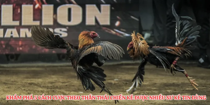 Khám phá 5 cách cược theo thần thái chiến kê được nhiều sư kê tin dùng.