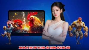 Xem Đá Gà Trực Tiếp Tại XO88: Các Trường Gà Và Kèo Cược